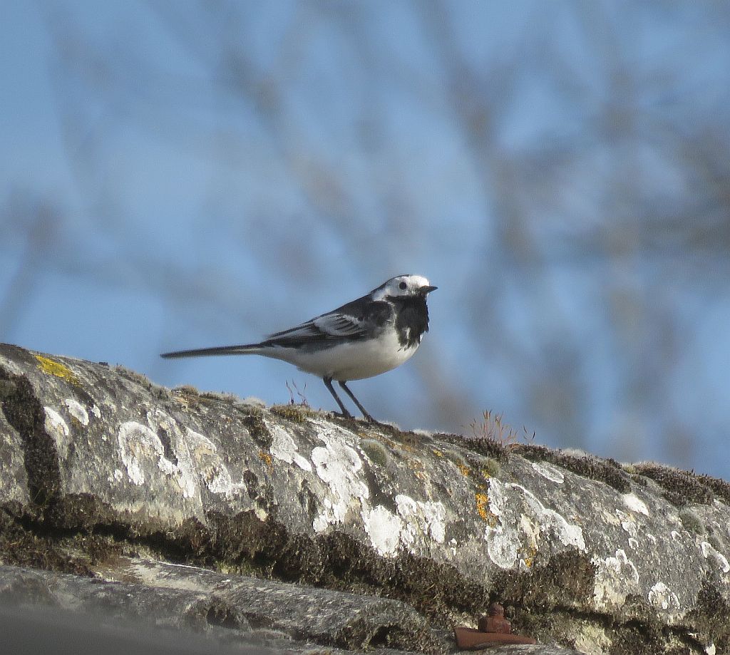  Pied Wagtail 